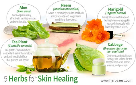 Skin Healing