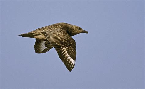 Skua dive bomber in flight