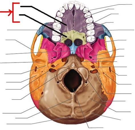 Skull Anatomy Flashcards