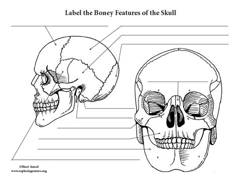 Skull Anatomy Labeling Exercise