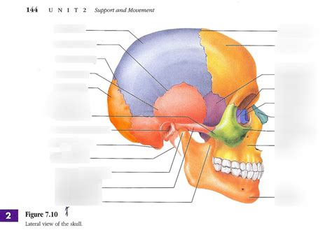 Skull Anatomy Quiz