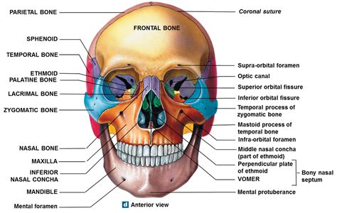 Skull Anatomy Quiz