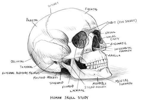 Skull Anatomy Study Guide