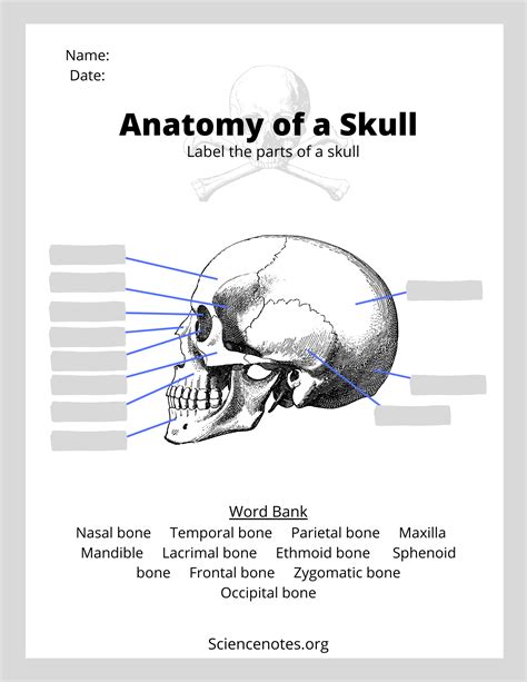 Skull Anatomy Worksheet