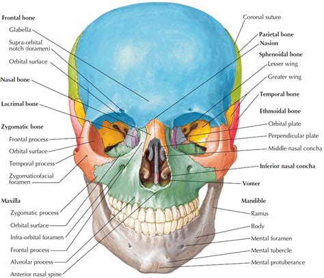 Description of Skull Bones