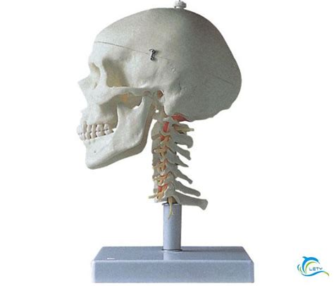 Adding final details to the assembled skull, including texture and color enhancements.