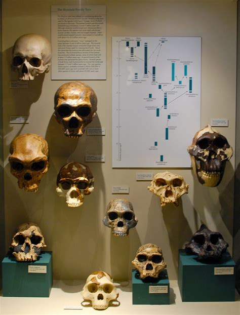 Skull History