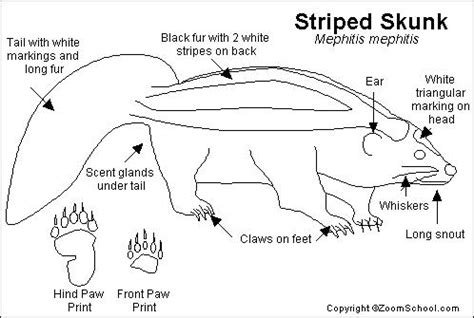 Skunk anatomy illustration