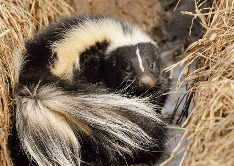 Skunk behavior illustration