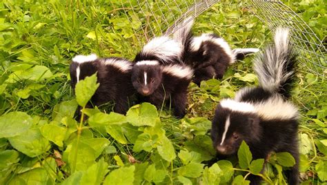 Skunk communication