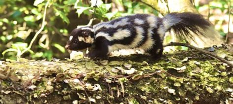 Skunk conservation