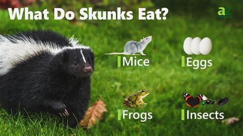 Skunk diet