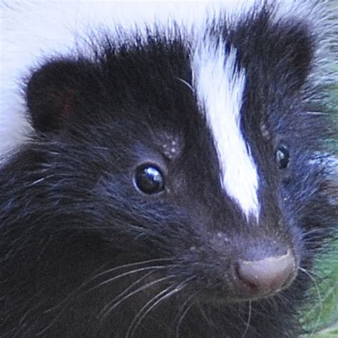 Adding facial features to a skunk drawing