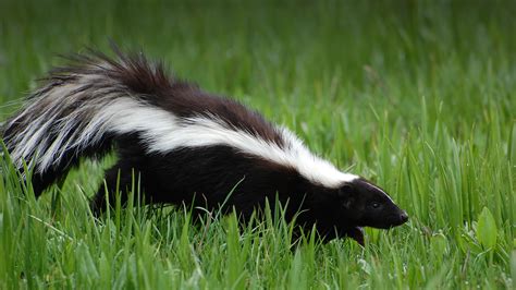 Skunk habitats