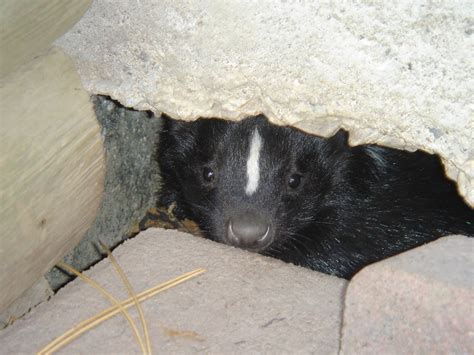 Skunk hibernation