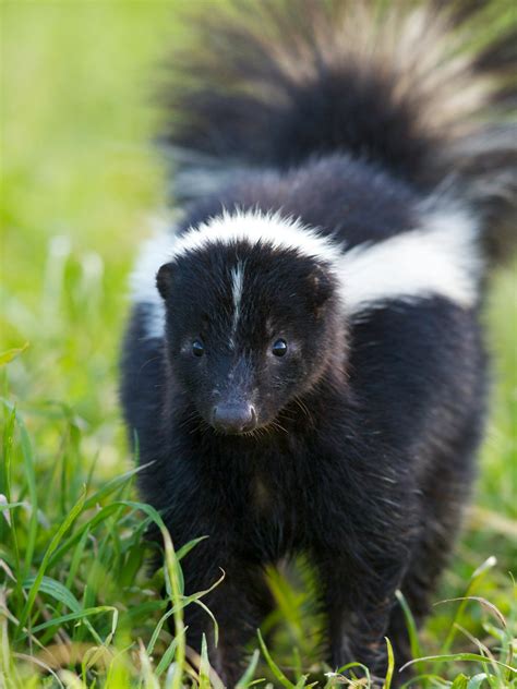 Skunk digging burrow