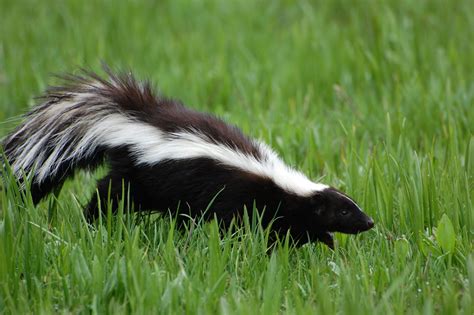 Skunk kit playing in the wild