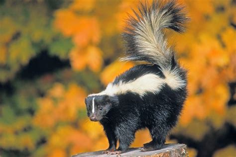 Skunk spraying defense mechanism