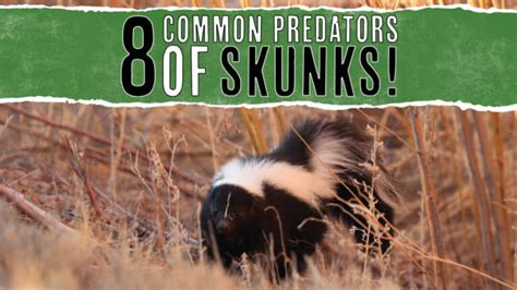 Skunk predators