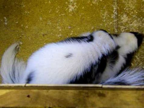 Skunk reproduction