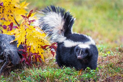 Adding stripes to a skunk drawing