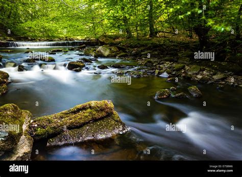 A slow-moving stream with dense vegetation