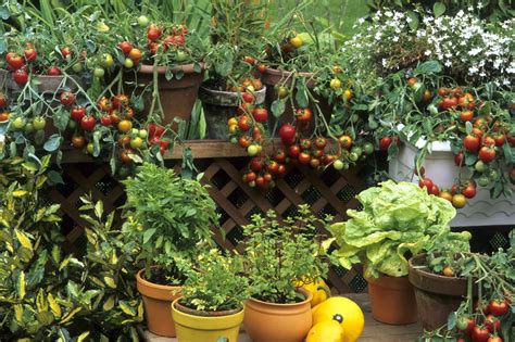 Small Space Gardening