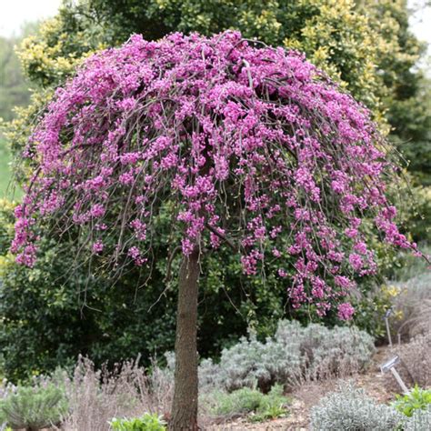 Small tree in a decorative pot