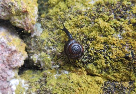 A snail in its ecosystem