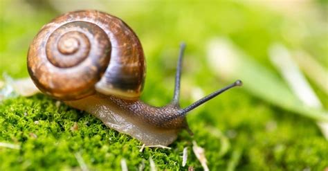 A snail estivating