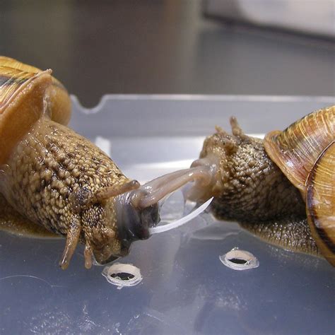 Snails reproducing