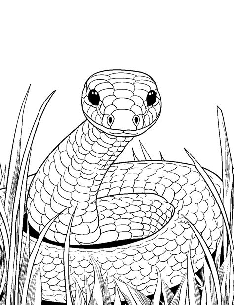 Snake coloring pages for kids