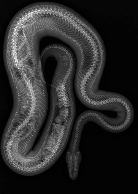 Snake X-Ray Printable