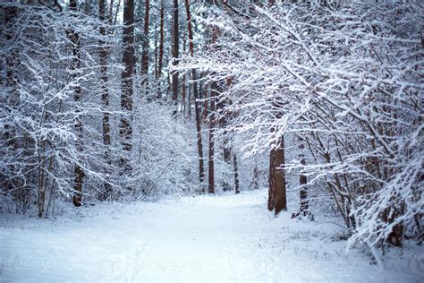 Finnish Snow-Covered Forest