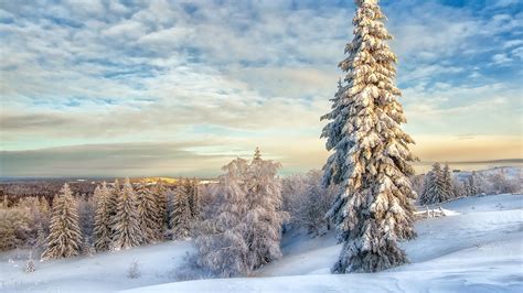 Snow-Covered Landscape