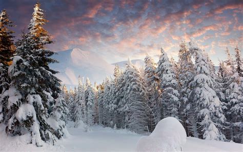 Snowy forest