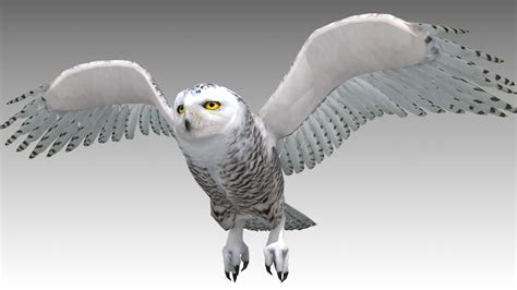 Snowy Owl 3D 10