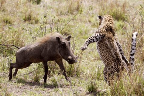 Warthogs socializing in a group