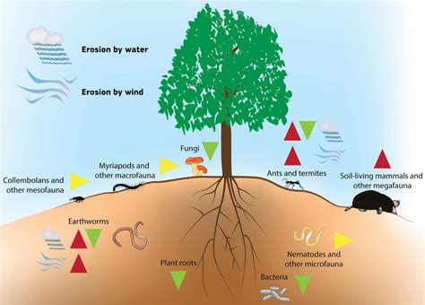 Soil erosion and biodiversity