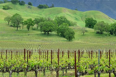 Sonoma Valley Vineyards