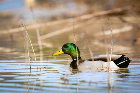 South Arkansas wildlife