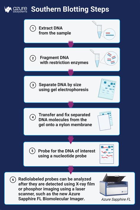 Southern Blotting