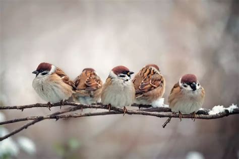 Sparrows can be aggressive when it comes to mating