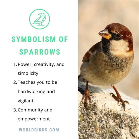 Sparrow bird meaning and significance