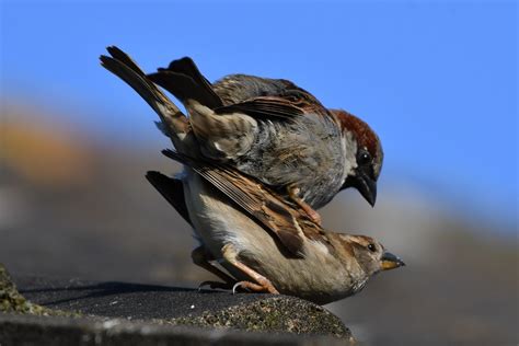 Sparrow courtship behavior