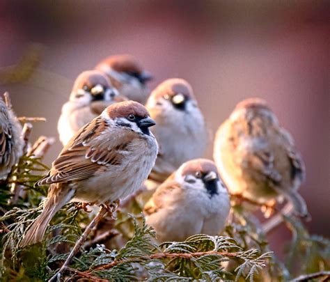 Flock of sparrows in flight, demonstrating their impressive agility