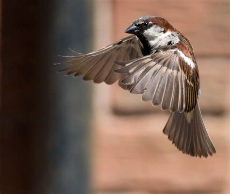 Sparrow in flight, showing its impressive wingspan