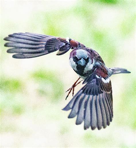 Sparrow in flight