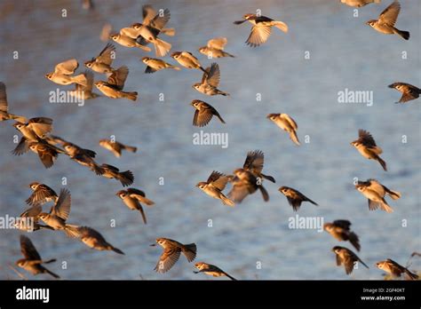 Sparrow in a flock