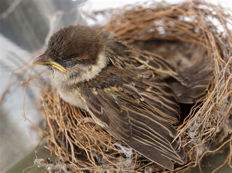 Sparrow in its nest